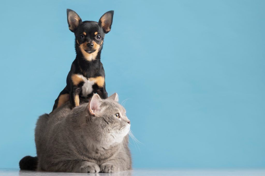 cabinet-veterinar-non-stop-sector-4-1