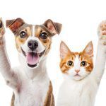 cabinet-veterinar-non-stop-sector-4