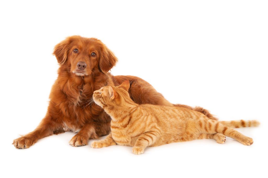 cabinet-veterinar-non-stop-sector-4-3