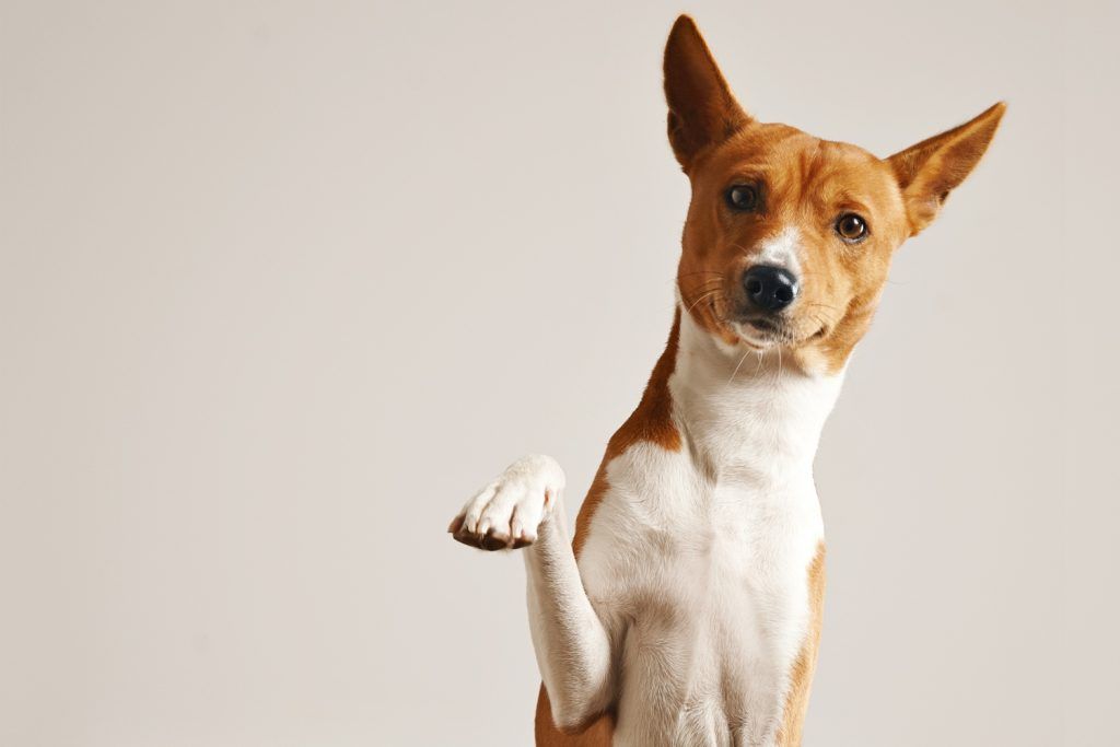 cabinet-veterinar-non-stop-sector-4-4