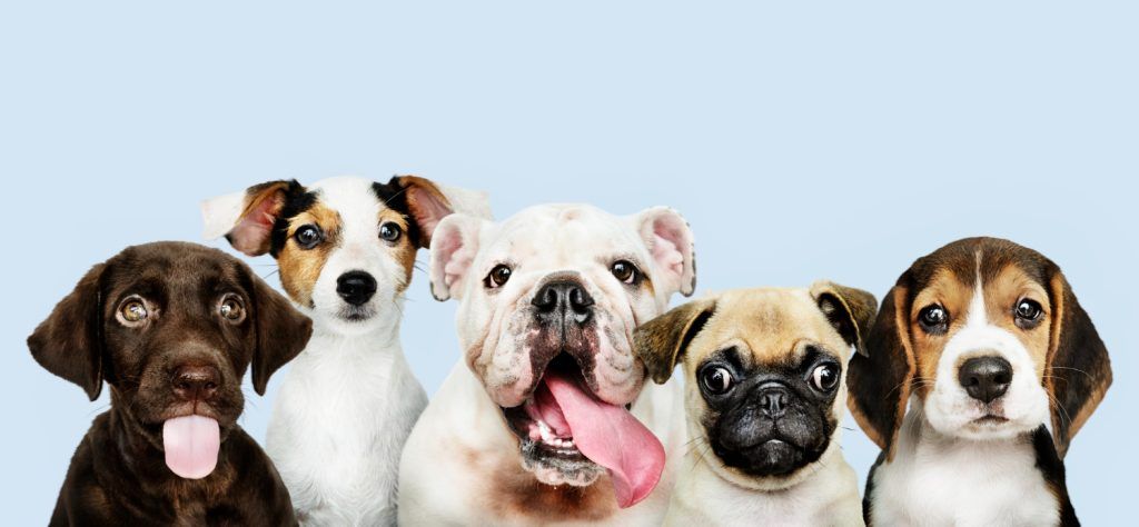 cabinet-veterinar-non-stop-sector-4-5