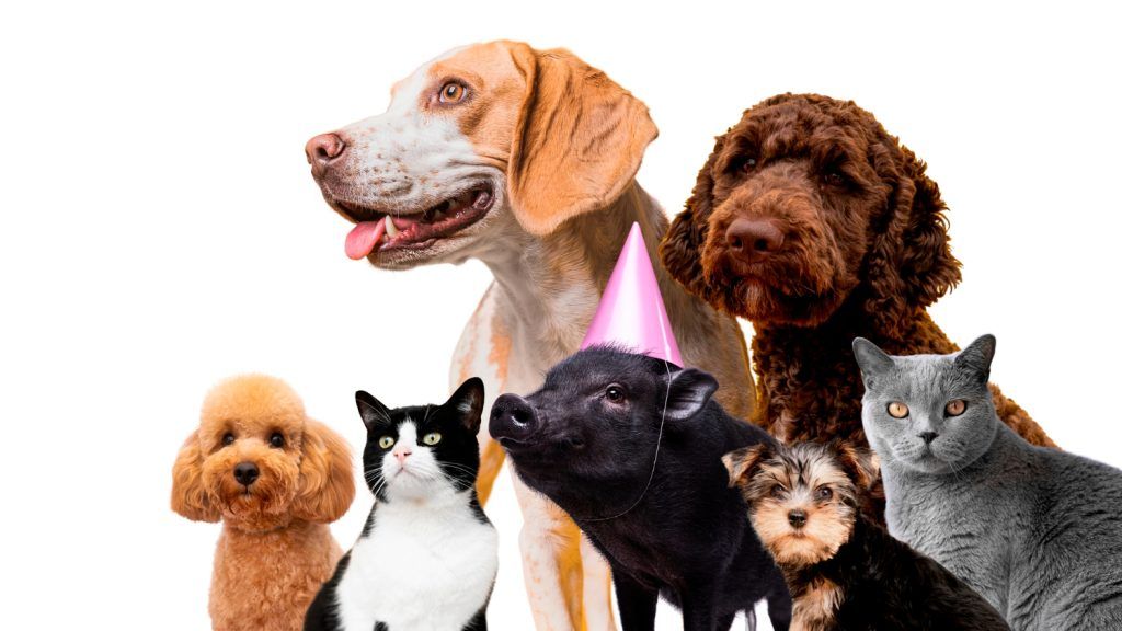 cabinet-veterinar-non-stop-sector-4-6