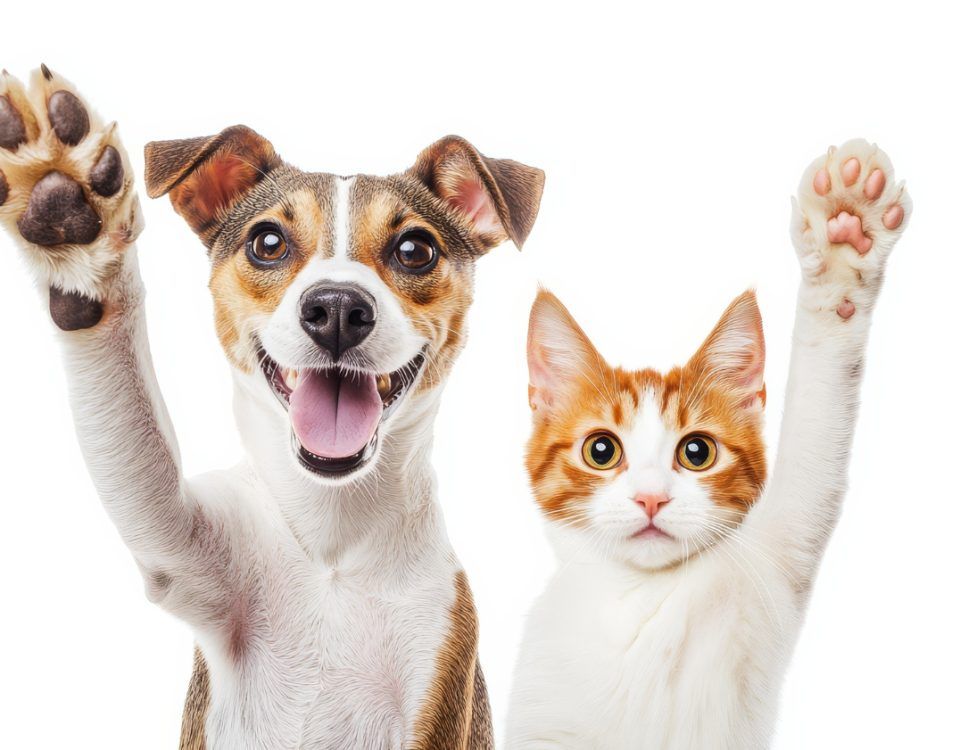 cabinet-veterinar-non-stop-sector-4