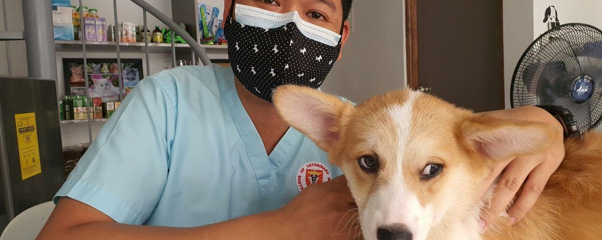 boli-de-piele-la-caini