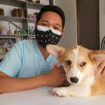 boli-de-piele-la-caini