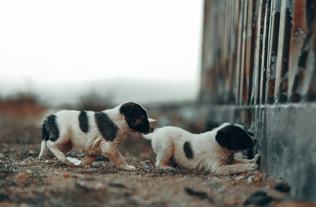 boli-de-piele-la-caini-2