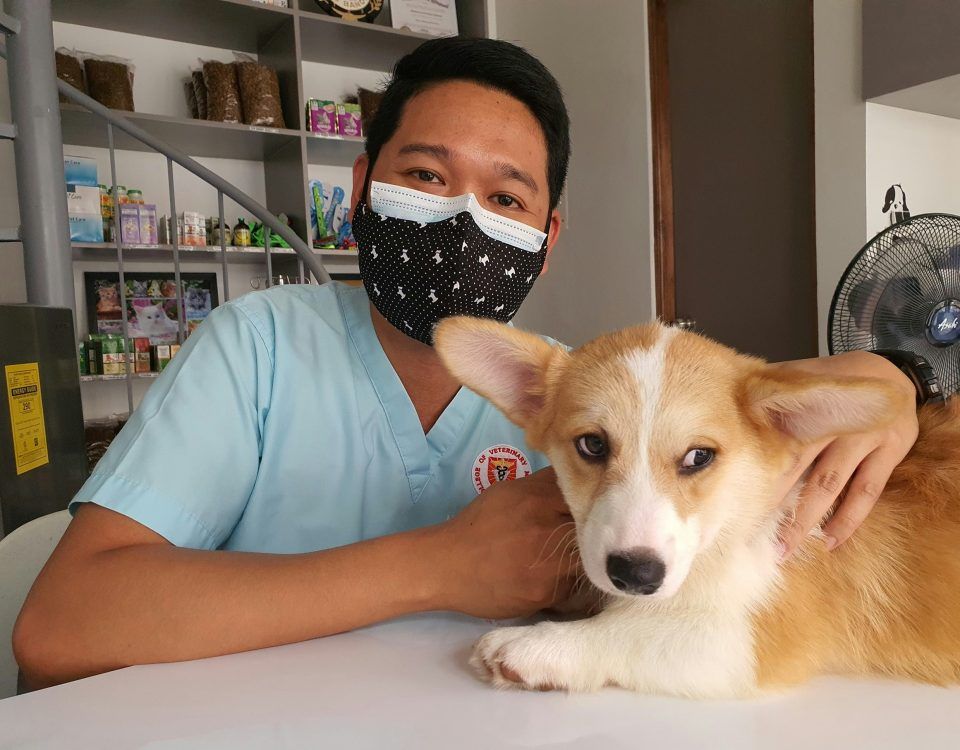 boli-de-piele-la-caini